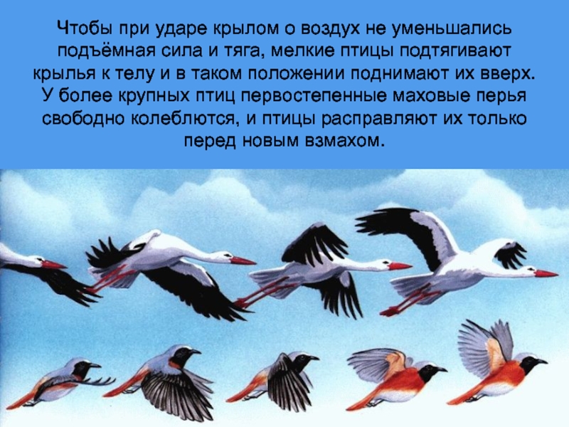 Почему птица не падает во сне. Почему птицы летают. Зачем птицам летать. Подъемная сила крыла птицы. Сила взмаха крыла птицы.