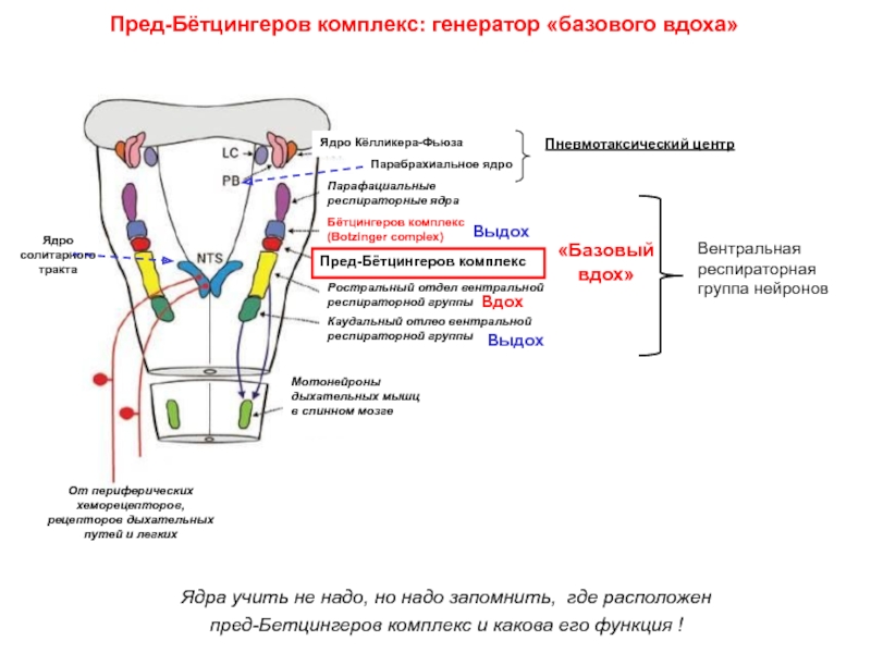 Комплекс ядра. Комплекс Бетцингера. Мотонейроны дыхательных мышц. Пневмотаксический центр ядра. Ядро солитарного тракта.