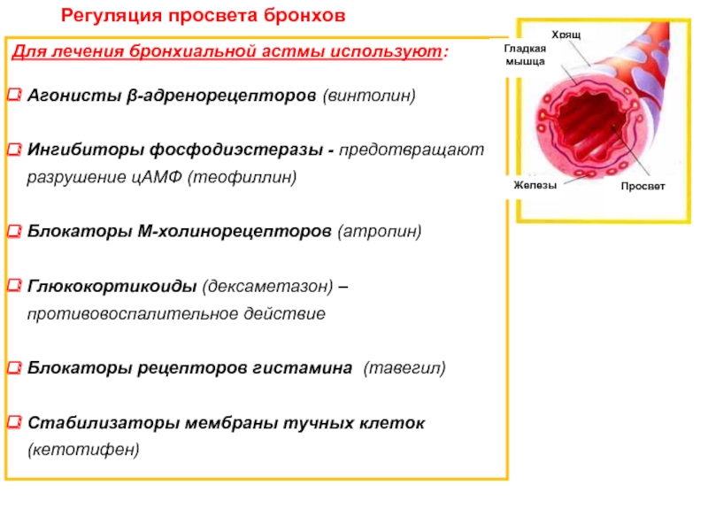 Просвет бронхов. Влияние атропина на просвет бронхов. Регуляция просвета бронхов. Нервная регуляция просвета бронхов. Механизмы регуляции просвета бронхов.