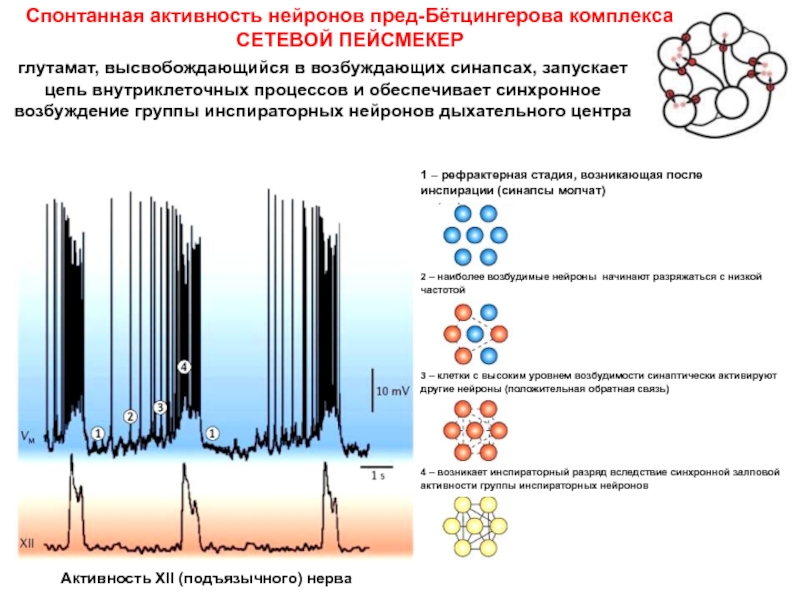 Вызванная активность. Нейронная активность. Спонтанно активные Нейроны. Нейроны пейсмейкеры. Нейрональная активность.