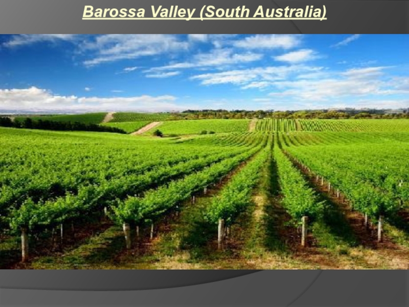 Barossa Valley (South Australia)