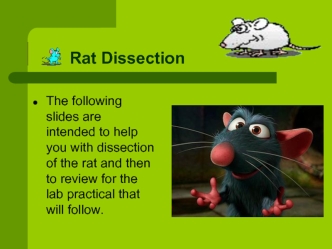 Rat Dissection