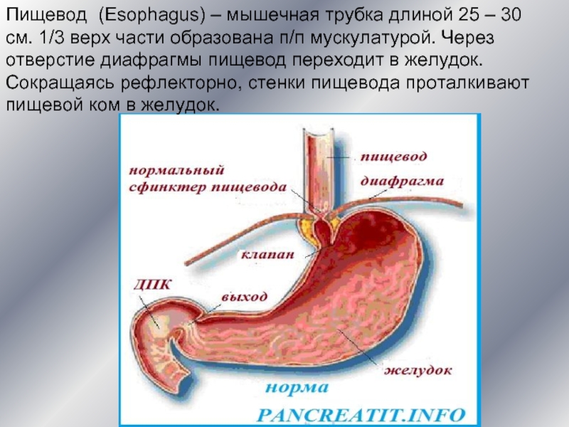 Клапан пищевода и желудка. Пищевод это мышечная трубка. Пищевод переходит в желудок. Мышечная стенка пищевода. Пищевод переходящий в желудок.