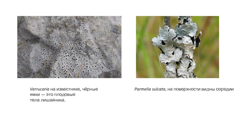 Лишайники плодовое тело. Лихенизированные грибы лишайники. Плодовое тело лишайника. Parmelia sulcata, на поверхности видны соредии.. Соредии на поверхности лишайника.