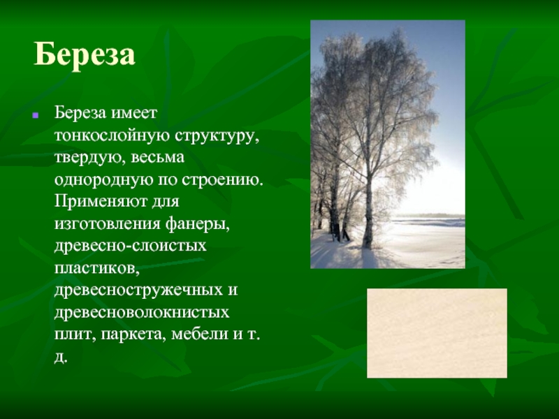 Береза свойства древесины. Свойства древесины березы. Свойства дерева береза. Береза характеристика древесины. Свойство березы породы древесины.