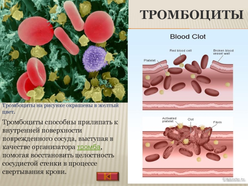 Тромбоциты. Тромбоциты в крови. Тромбоциты кровяные пластинки. Тромбоциты картинки.