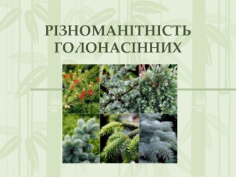 Різноманітність голонасінних