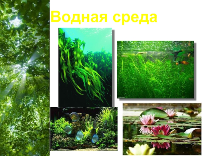 Водная среда обитатели растения. Растения водной среды. Водная среда жизни.