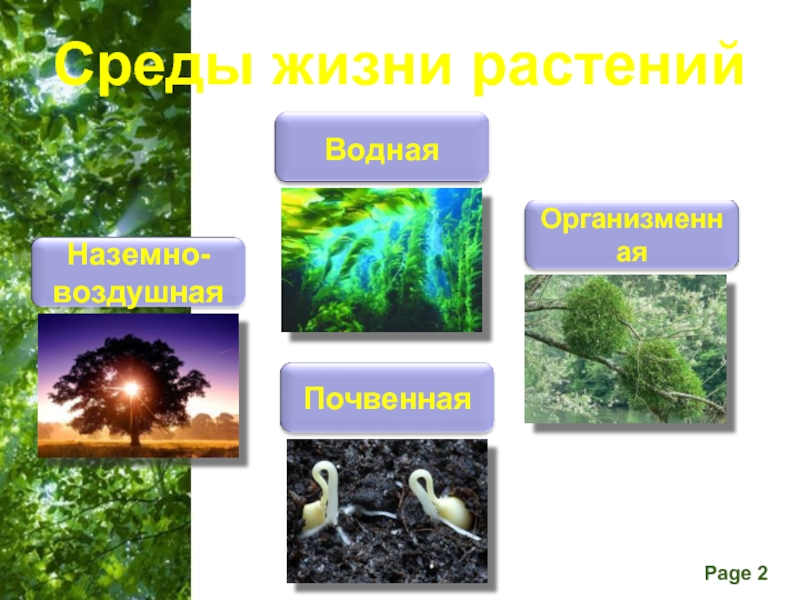 Среды жизни 9 класс биология. Среды жизни. Среды жизни растений. Среды жизни организмов. Четыре среды жизни растений.