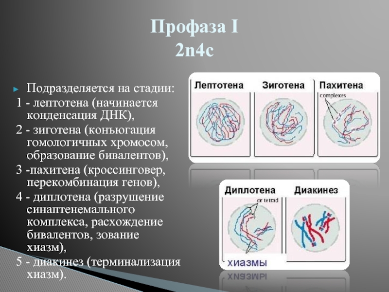 Профаза митоза сколько хромосом. Мейоз зиготена пахитена диплотена. Мейоз 1 профаза 1. Профаза мейоза 2. Профаза 1 набор ДНК И хромосом.