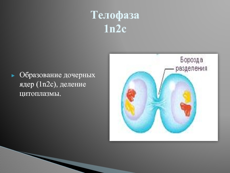 C разделить. Телофаза 1. Телофаза растительной клетки. Телофаза 1-деление цитоплазмы.. Телофаза 2.