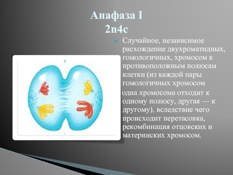 Расхождение хромосом к полюсам. Расхождение гомологичных хромосом. Расхождение гомологичных хромосом к полюсам клетки. Случайное независимое расхождение двухроматидных хромосом. Независимое расхождение гомологичных хромосом.