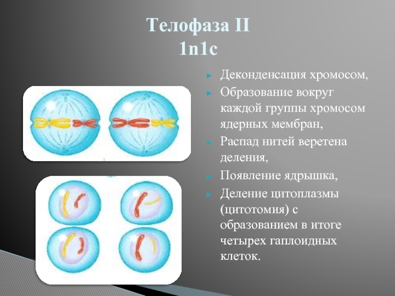 Образование четырех клеток образование однохроматидных хромосом. Телофаза 2. Телофаза мейоза 2. Телофаза 2 хромосомный набор. Телофаза II хромосомный набор.