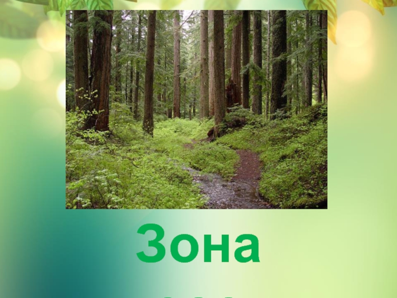 Тест лесные зоны россии. Зона лесов. Урок леса надпись. Чили Холмистая зона лесов.