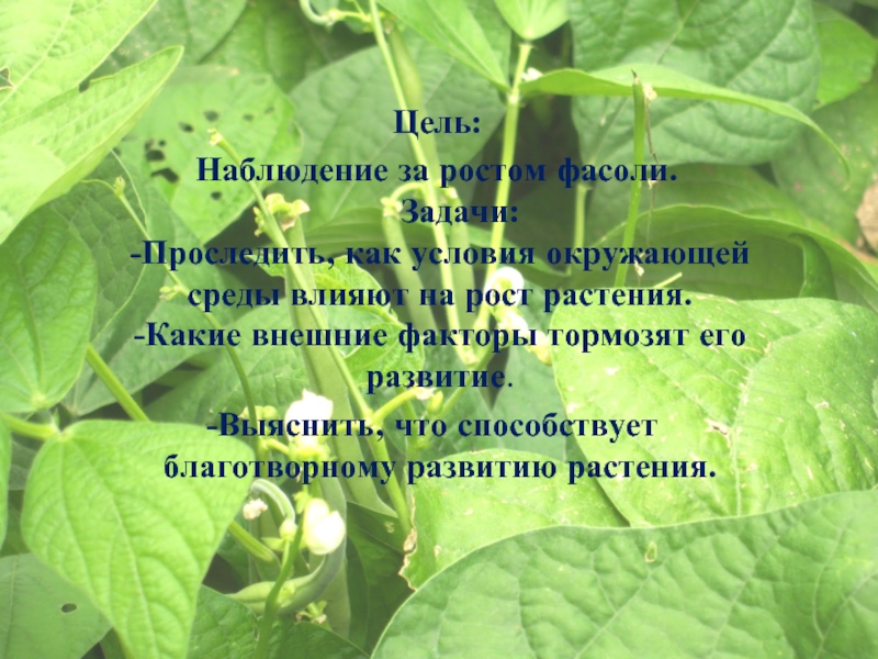 Фасоль рост. Наблюдение на фасолью. Наблюдение за ростом фасоли. Наблюдение за растением фасоли. Дневник наблюдения за ростом фасоли.