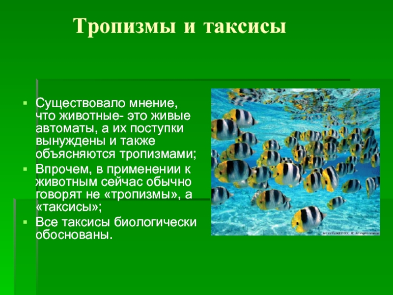 Таксис. Таксисы и тропизмы. Таксис это в биологии. Отрицательный таксис. Таксисы животных презентация.