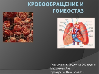 Кровообращение и гомеостаз