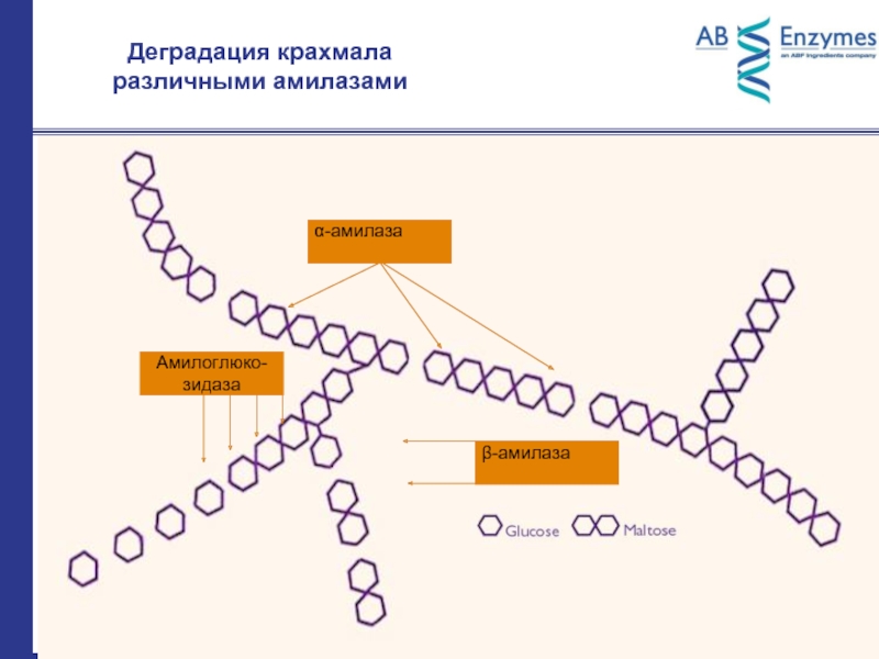 Крахмальное на карте украины. Деградация крахмала. Расщепление крахмала амилазой. Бета амилазы на крахмал. Механизм действия бета амилазы.