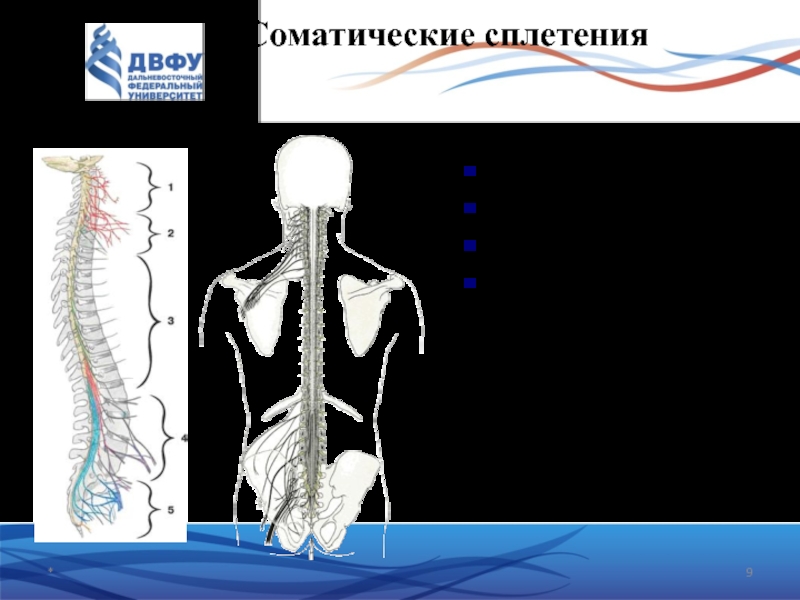 Сплетения периферической нервной. Сплетения периферической нервной системы. Соматические сплетения. Шейное сплетение спинномозговых нервов.