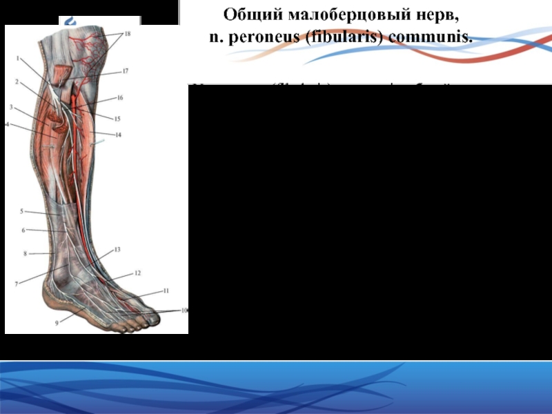 Поверхностный малоберцовый нерв. Peroneus нерв. Перонеус коммунис нерв. N. Fibularis (peroneus) communis. Поверхностный малоберцовый нерв анатомия.