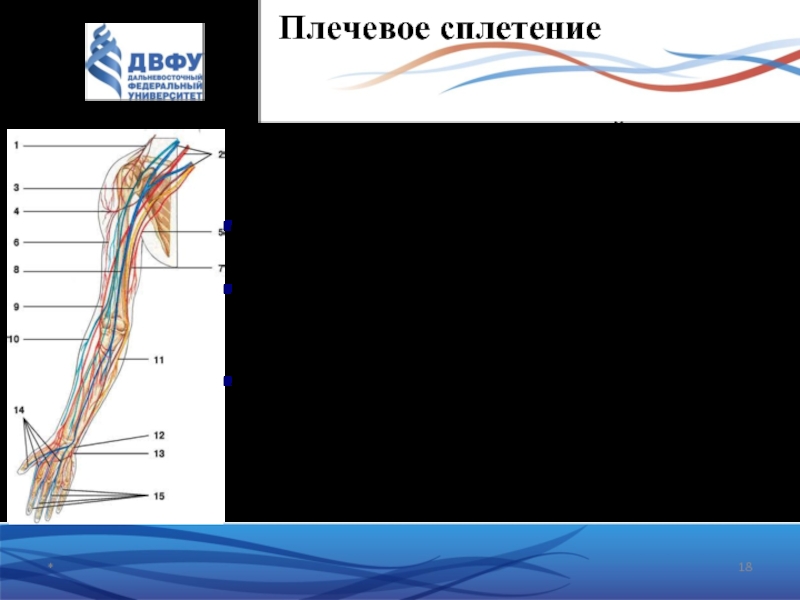 Пучки плечевого сплетения. Нижний пучок плечевого сплетения корешки. Техника сплетения линий бумаги. Хроническое переплетение Пучков мышц.