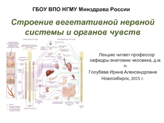 Строение вегетативной нервной системы и органов чувств