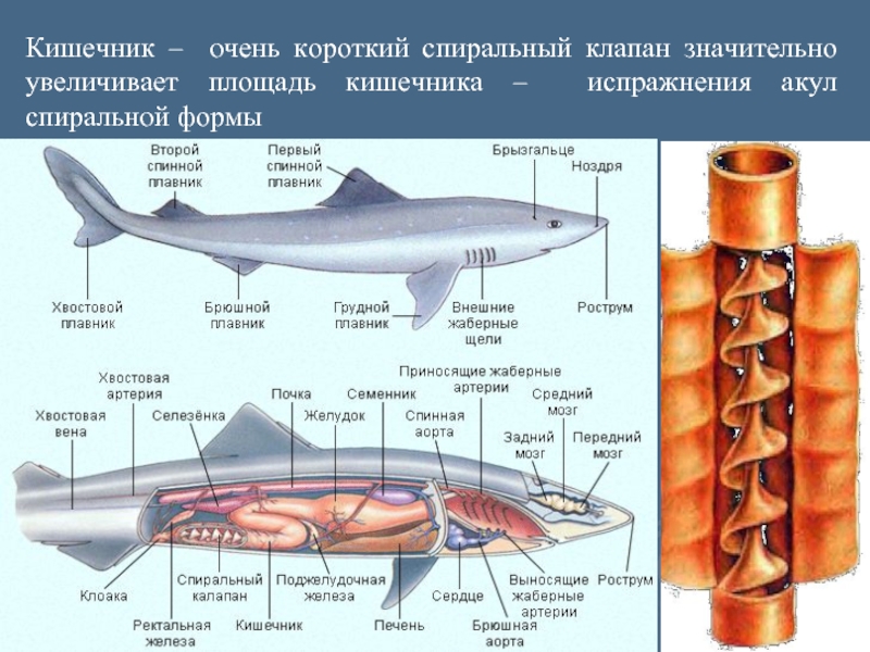 Схема строение акулы