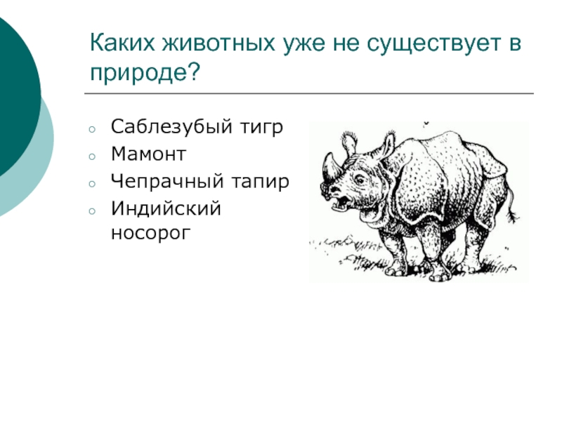 Носорог схема. Тапир рисунок. Систематическое положение белого носорога. Вымирающие животные диаграмма.
