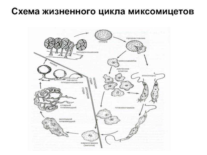 Схема жизненного цикла. Схема жизненных циклов миксомицетов. Жизненный цикл Myxomycota. Цикл развития лишайников схема. Цикл развития лишайника схема.