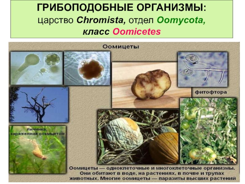 Какие организмы вызывают. Оомикота грибоподобные организмы. Грибоподобные организмы оомицеты. Chromista грибоподобные организмы. Грибы гетеротрофные организмы.