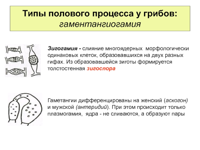 Одинаковые клетки