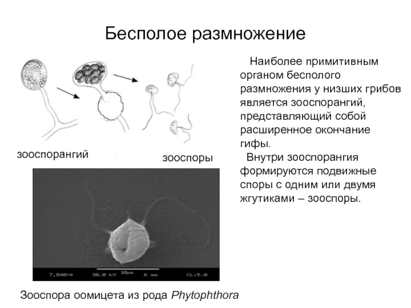 Зооспоры. Зооспоры оомицетов. Зооспорангий с зооспорами. Размножение грибов зооспорами. . Бесполое размножение грибов: зооспорангий с зооспорами.