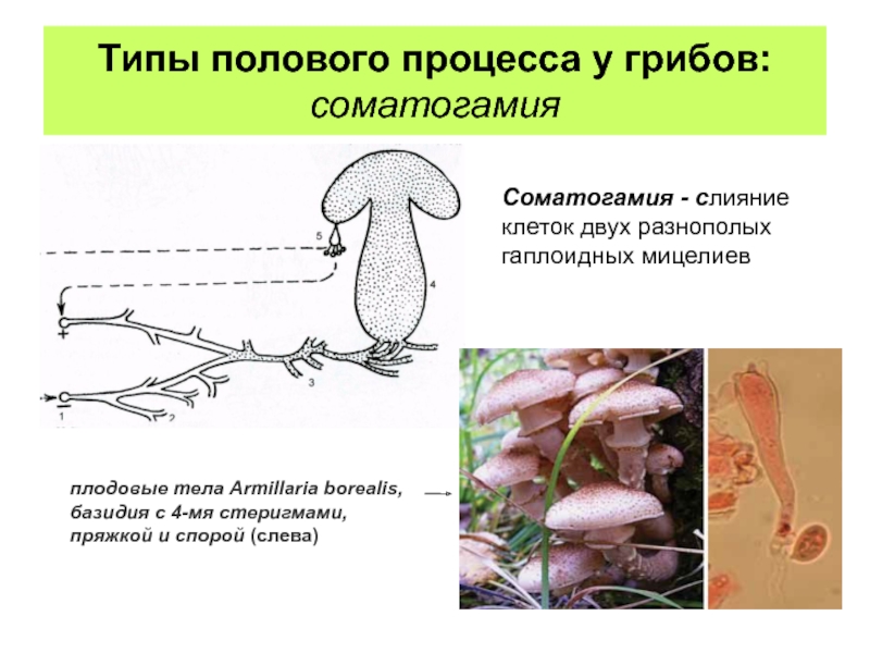 Грибы тип организма. Типы половых процессов у грибов. Типы полового процесса у грибов. Формы полового процесса у грибов. Типы полового процесса.