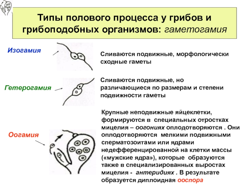 Формы половый. Изогамия оогамия гетерогамия у грибов. Размножение грибов гаметогамия. Типы половых процессов у грибов. У грибов встречаются формы полового процесса.