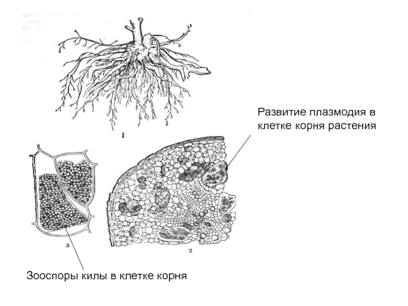 Клетки корня образуются из клеток. Клетки корня. Клетки корневища развиваются. Клетки в корне растения. Растительная клетка корень.