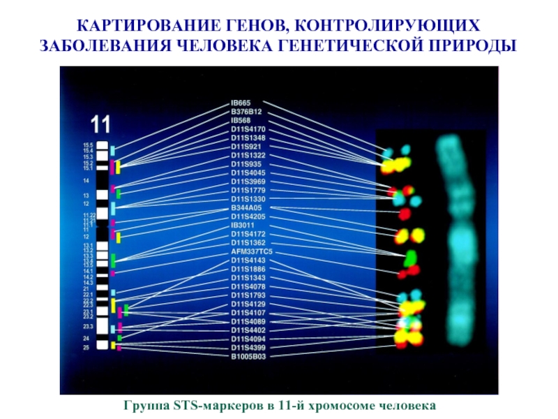 Презентация картирование хромосом человека