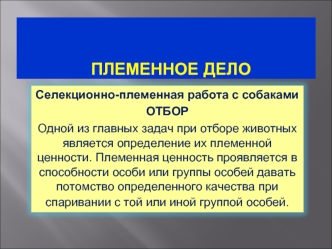 Племенное дело. Селекционно-племенная работа с собаками. Отбор