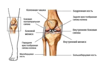 Коленный сустав