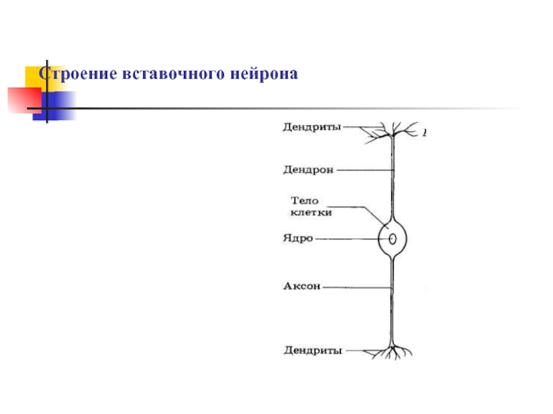 Вставочный нейрон