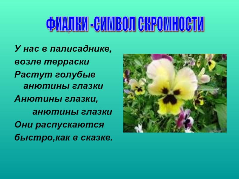 Анютины глазки легенда. Анютины глазки. Анютины глазки описание. Анютины глазки стихи. Анютины глазки на языке цветов.