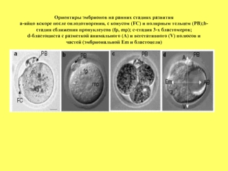 Ориентиры эмбрионов дрозофилы на ранних стадиях развития