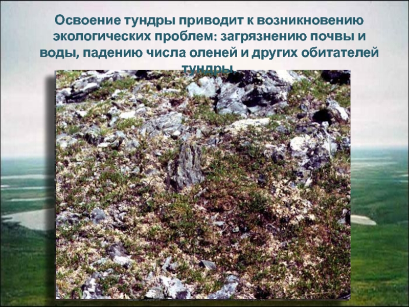 Основной экологической проблемой в тундре является. Экология тундры. Проблемы освоения тундры. Загрязнение тундры. Экология в тундре России.