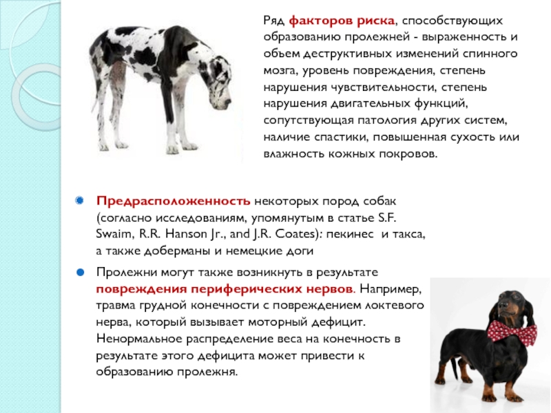 Реферат: Влияние питания на развитие патологии скелета у собак