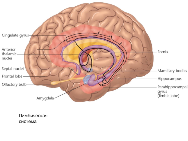 Лимбическая система фото