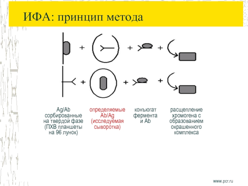 Схема ифа микробиология