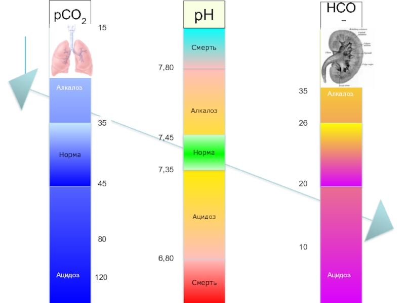 25 нормально. РН крови ацидоз и алкалоз. PH 7.2 алкалоз. Ацидоз показатели PH. Алкалоз показатели PH.