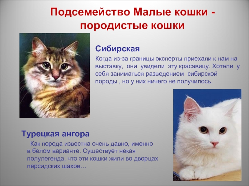 Породы кошек 1 класс. Породы кошек информация. Малые кошки подсемейство. Сибирская кошка доклад. Сибирский кот рассказ.