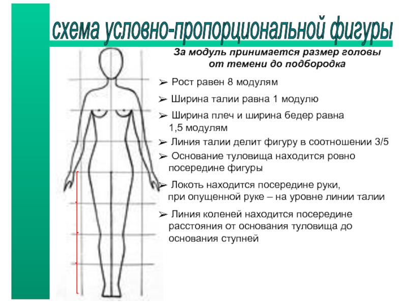 Пропорциональная фигура. Пропорциональное Телосложение. Пропорциональная фигура женщины. Ширина бедер. Схема условно пропорционального фигуры.