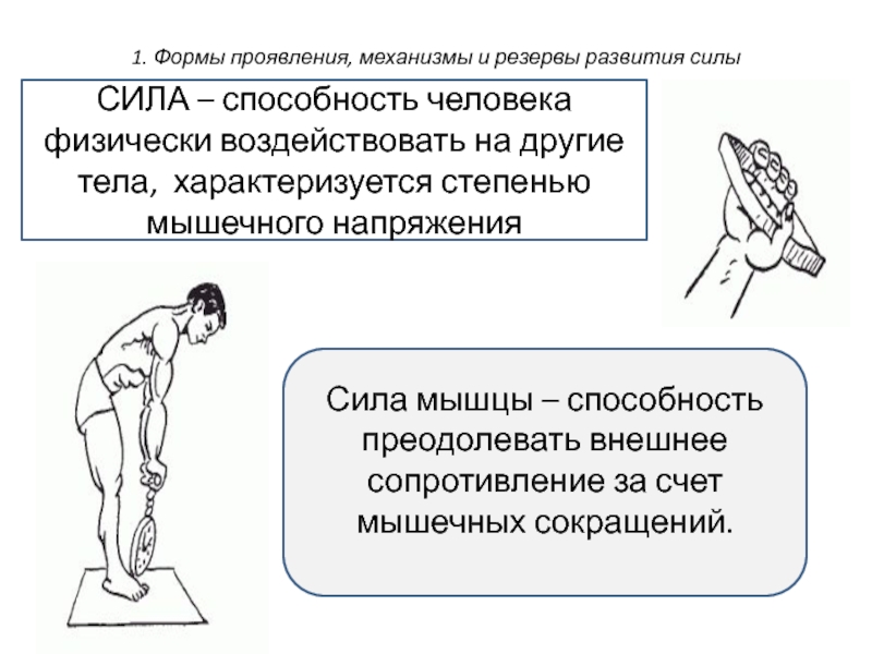 Мышечная способность преодолевать внешнее сопротивление. Особенности развития силовых способностей. Особенности развития силы. Возрастные особенности развития силы. Особенности развития силовых способностей у детей.