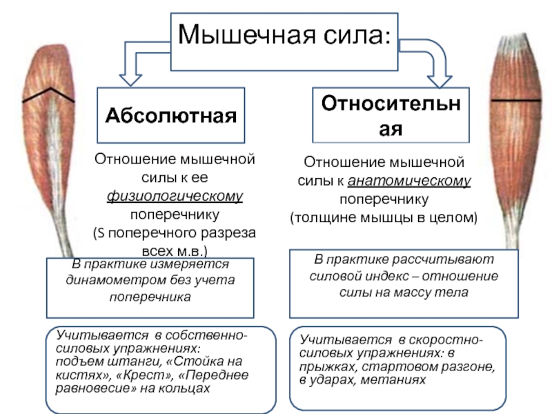 Мышечная сила. Сила мышц. Абсолютная и Относительная сила мышц. , Мощность и сила мышц. Работа и мощность мышцы.